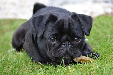 Nice deep set eyes and cobby bodied. . Black pug for sale